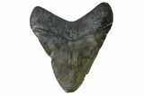 Juvenile Megalodon Tooth - South Carolina #172129-2